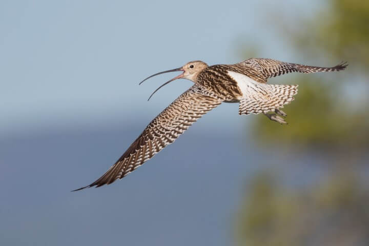 AGAMI Wulp Eurasian Curlew Numenius arquata suschkini Ralph Martin 105178 Small